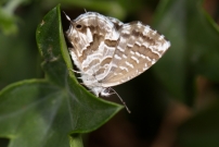 Le Brun des plargoniums (Lpidoptre - Lycaenidae - Cacyreus marshalli)